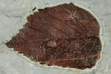 Four Fossil Leaves (Beringiaphyllum & Davidia) - Montana #223795-4